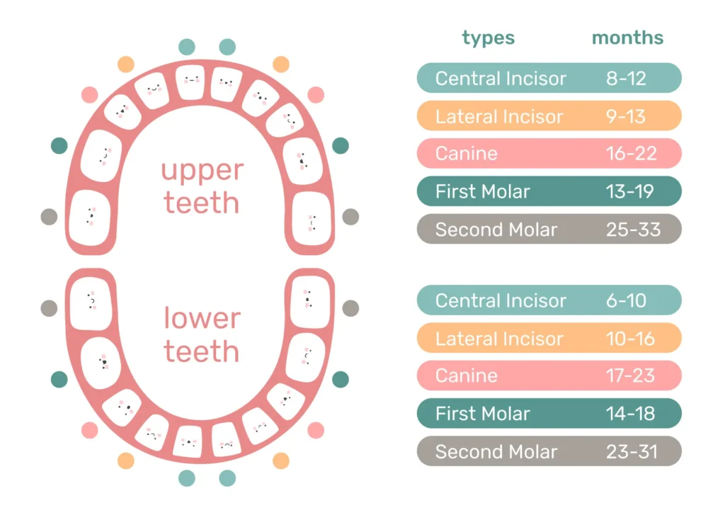 ترتیب رویش دندان شیری کودکان